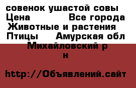 совенок ушастой совы › Цена ­ 5 000 - Все города Животные и растения » Птицы   . Амурская обл.,Михайловский р-н